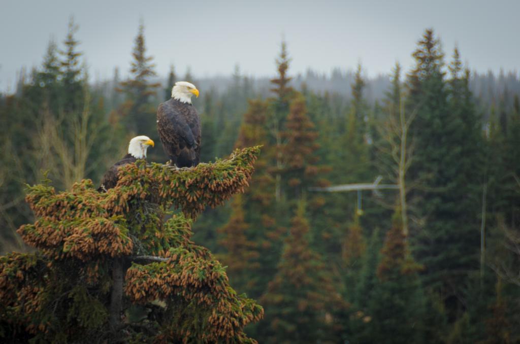 Eagle'S Eye Vacation Rentals Sterling Kültér fotó